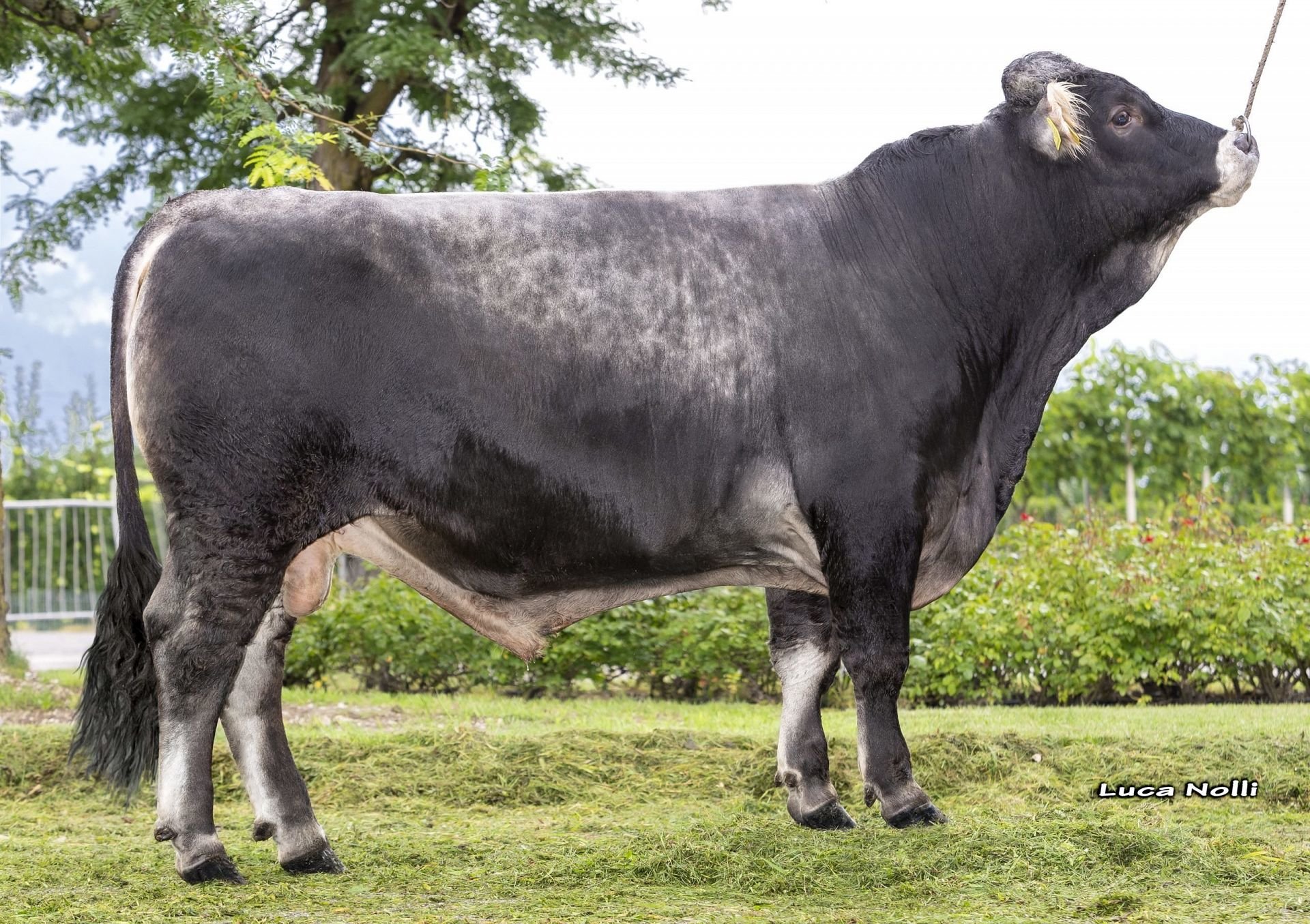 Ein neuer Stier mit gesextem Samen für die Grauviehzüchter