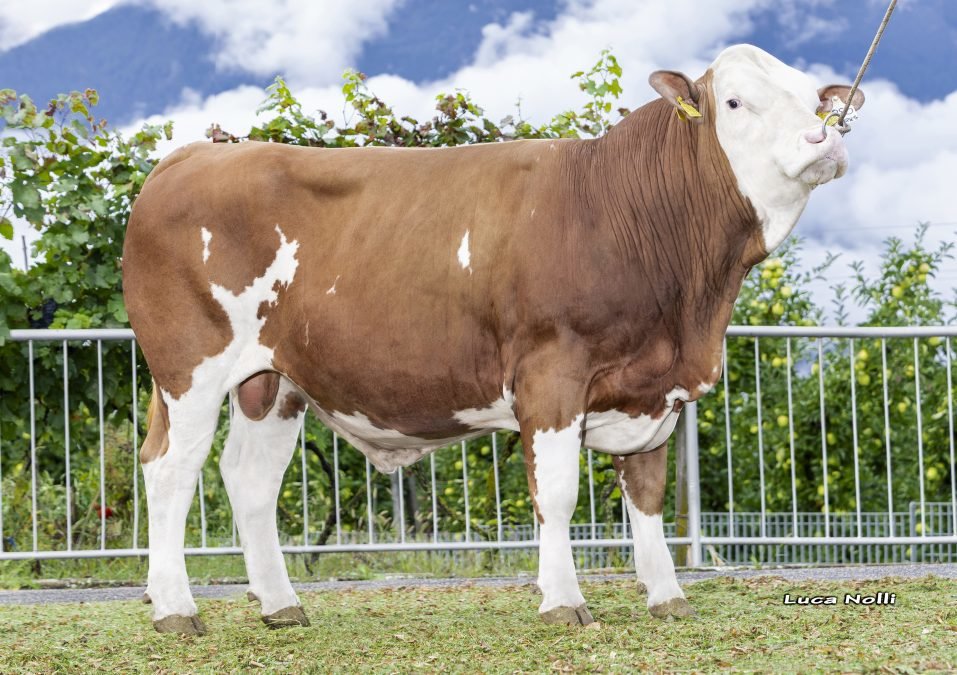 Neuer Fleckviehstier im Testeinsatz