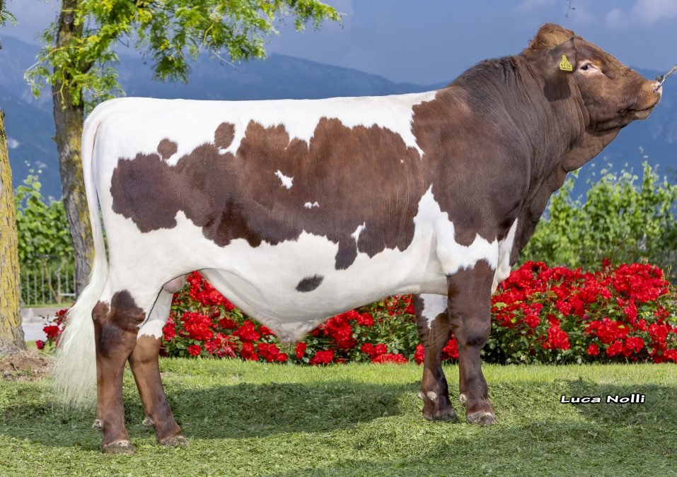 Neuer Teststier für die Pinzgauerzüchter