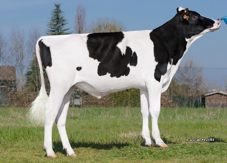 News Holstein Spezialprogramm