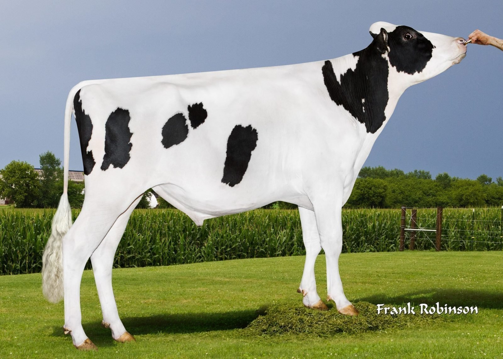 News  Holsteinspezialprogramm