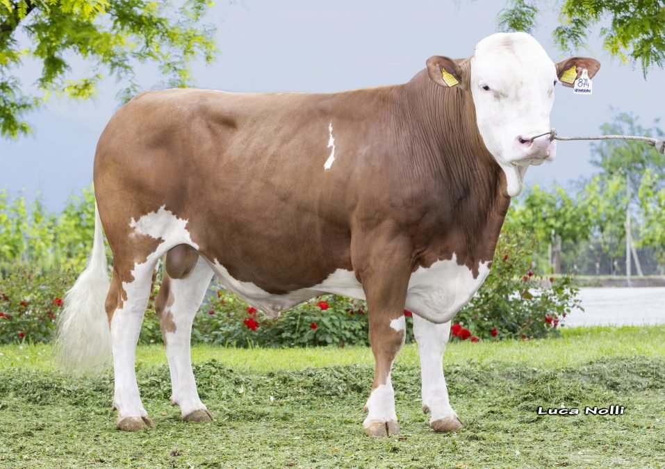 Neuer Fleckviehstier im Testeinsatz