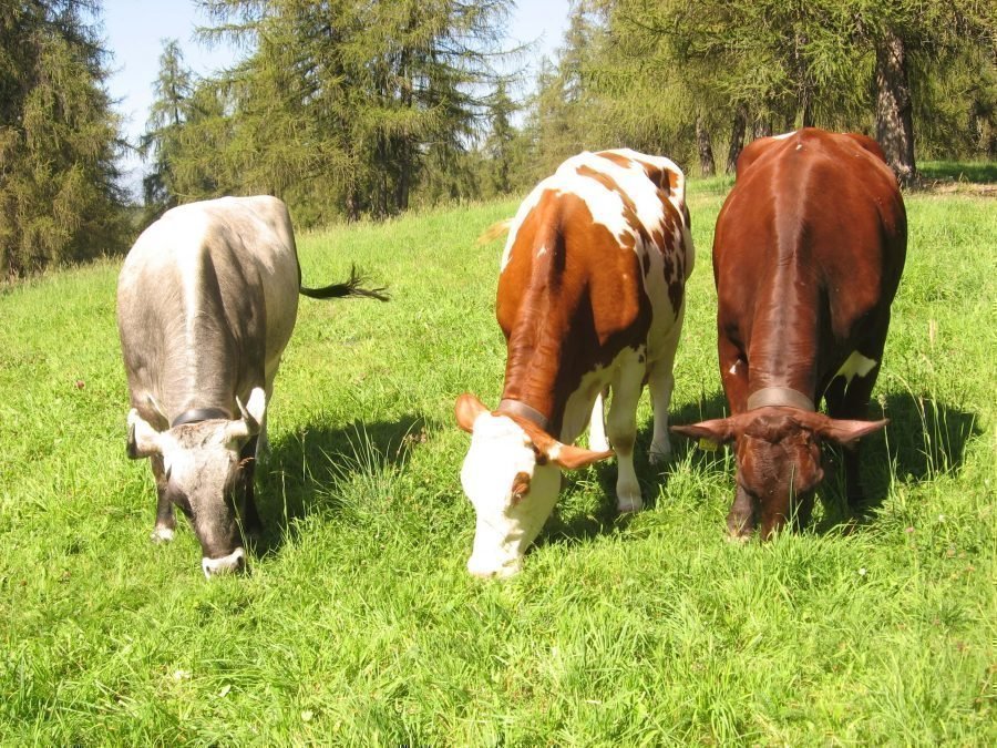 Durchschnittspreise Versteigerungen 2020