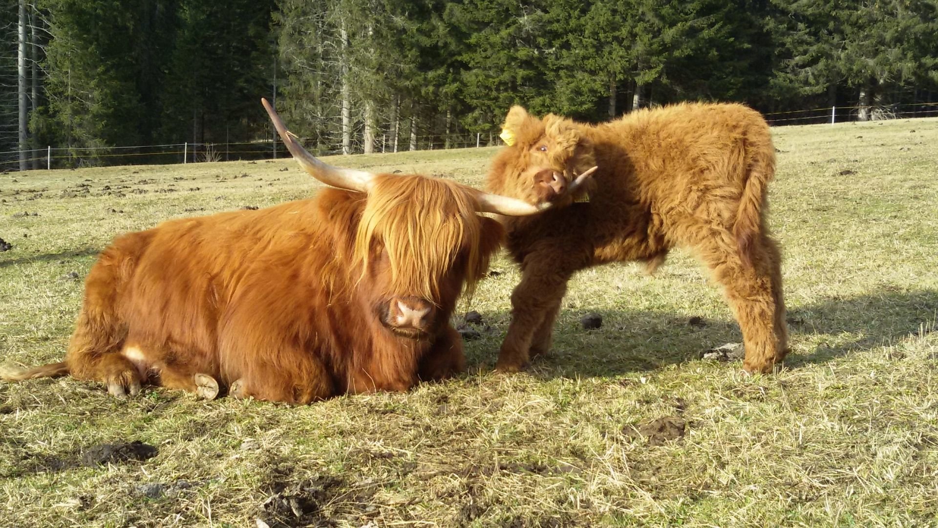 Neuer Züchterausschuss für die Schottischen Hochlandrinder in Südtirol