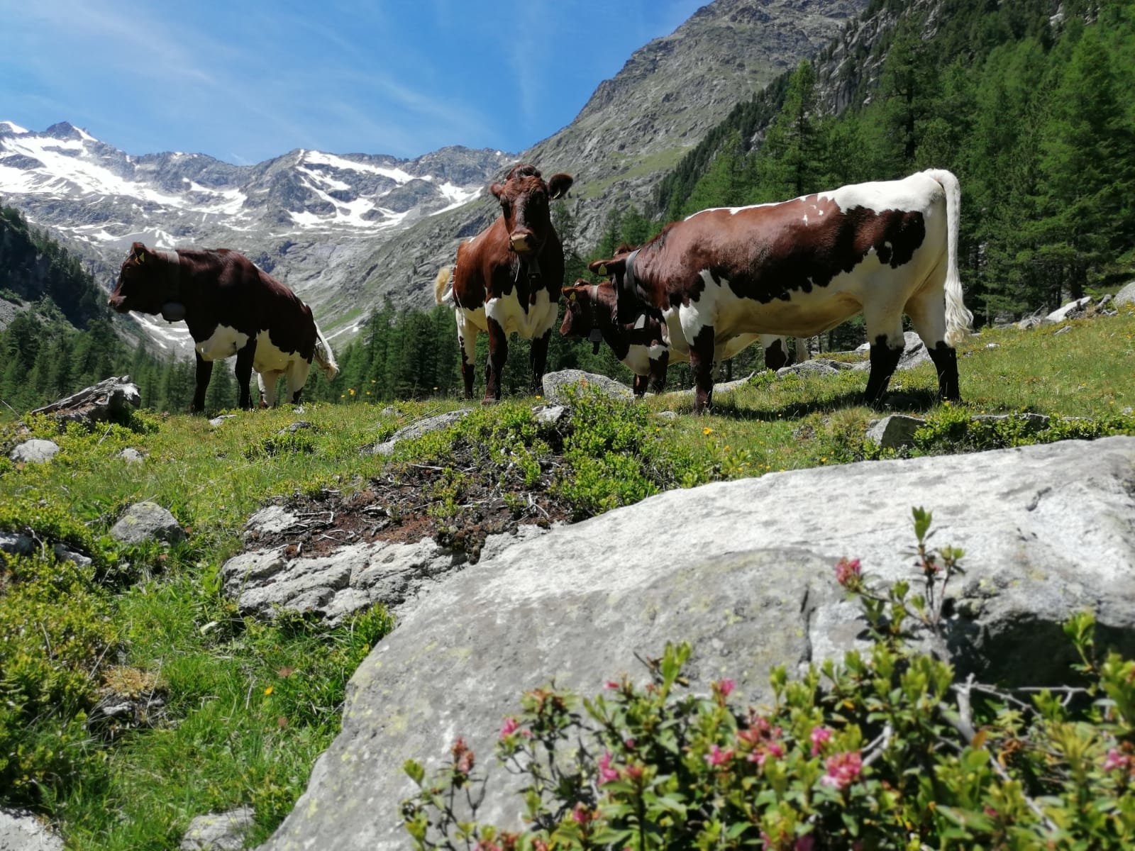 Einladung zur Pinzgauer-Jungzüchteralmwanderung