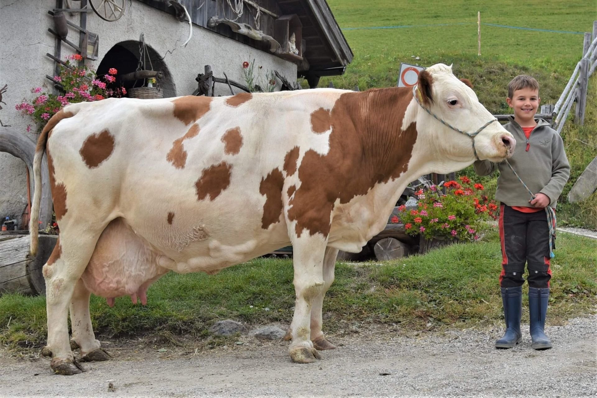 Über 100.000 Liter Lebensleistung – Fleckviehkuh Bianca