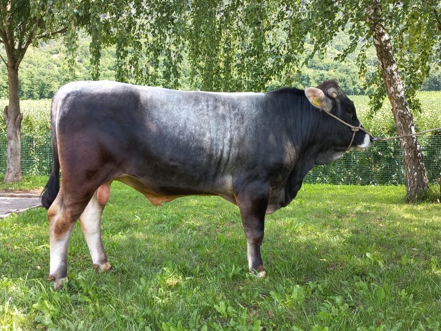 Neue Teststiere für die Grauviehzüchter