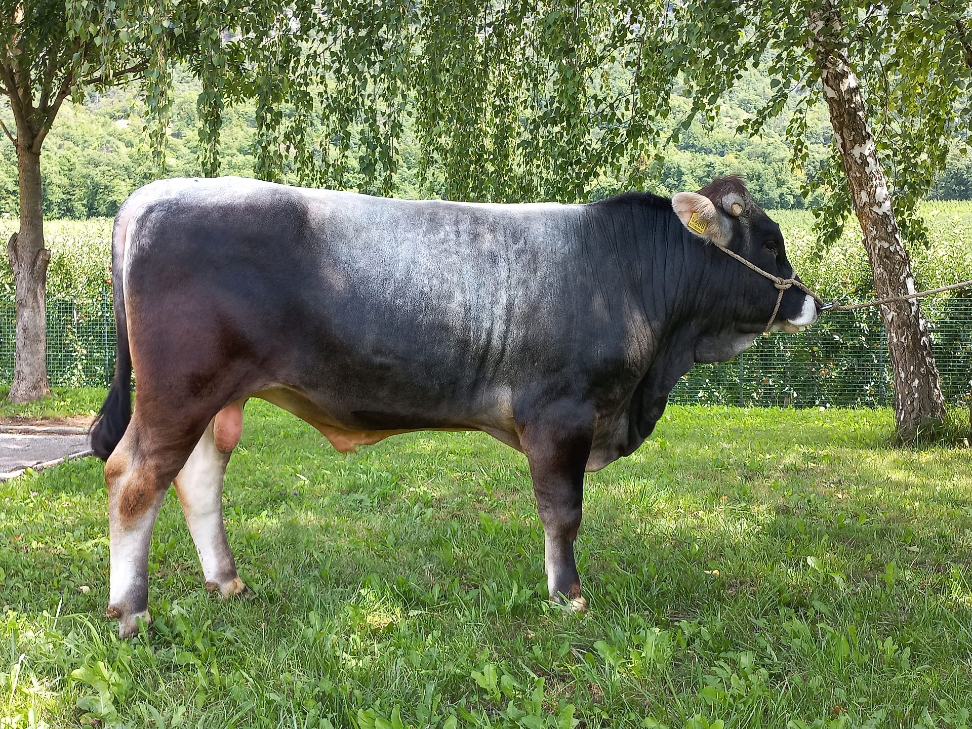 Neue Teststiere für die Grauviehzüchter