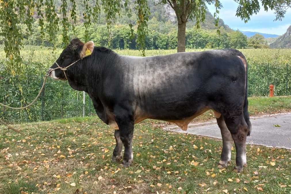 Neue Teststiere für die Grauviehzüchter