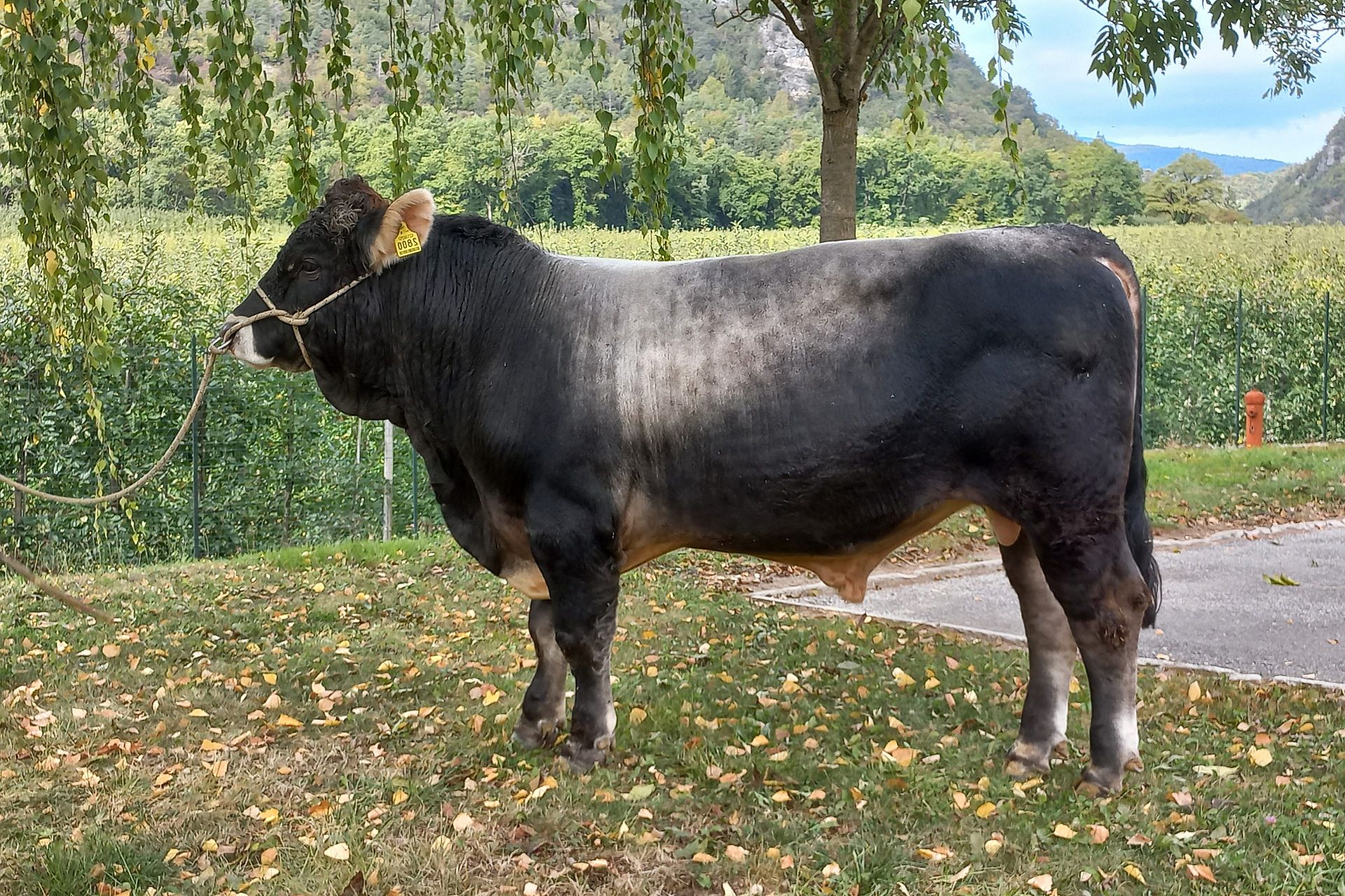 Neue Teststiere für die Grauviehzüchter