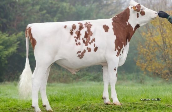 Holstein Normalprogramm