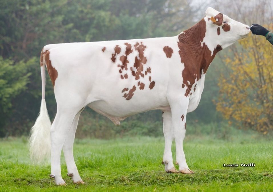 Holstein Normalprogramm