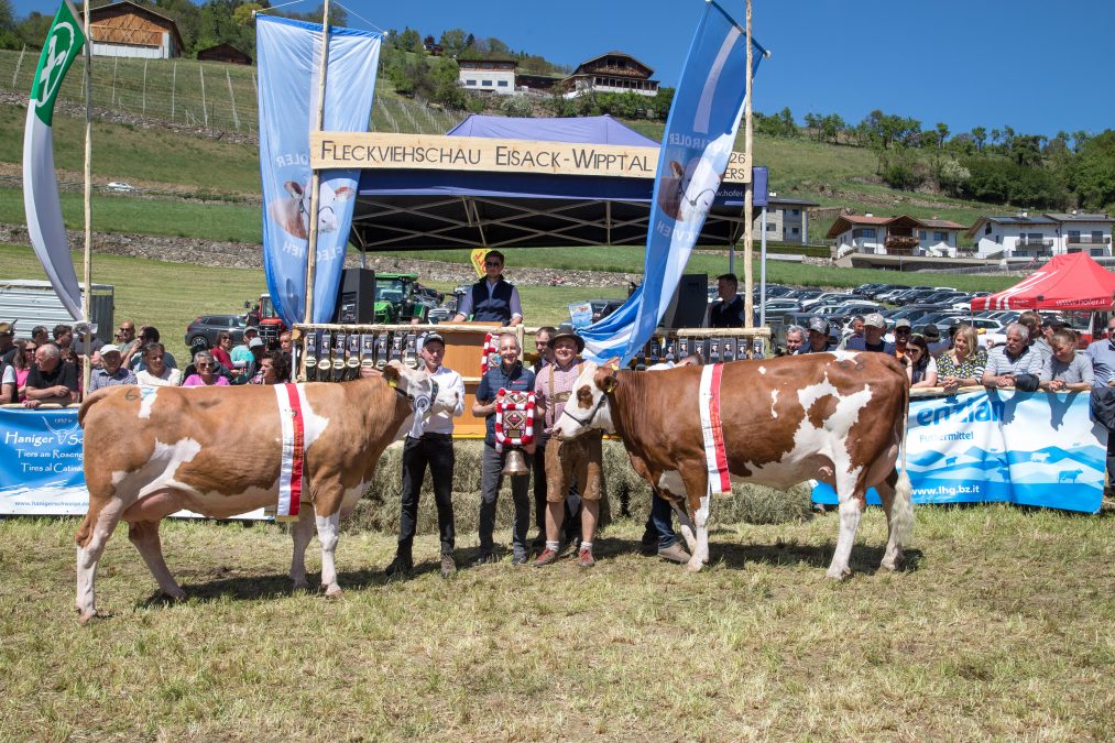 Reihung Fleckviehschau Eisacktal-Wipptal 26. April 2026