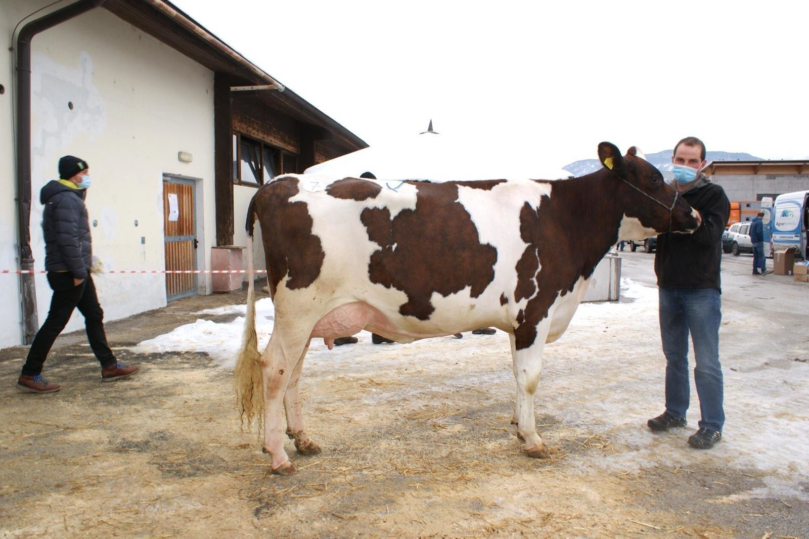 Versteigerungsbericht Grauvieh, Holstein, Pinzgauer