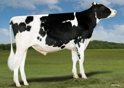 NEWS Holstein Spezialprogramm