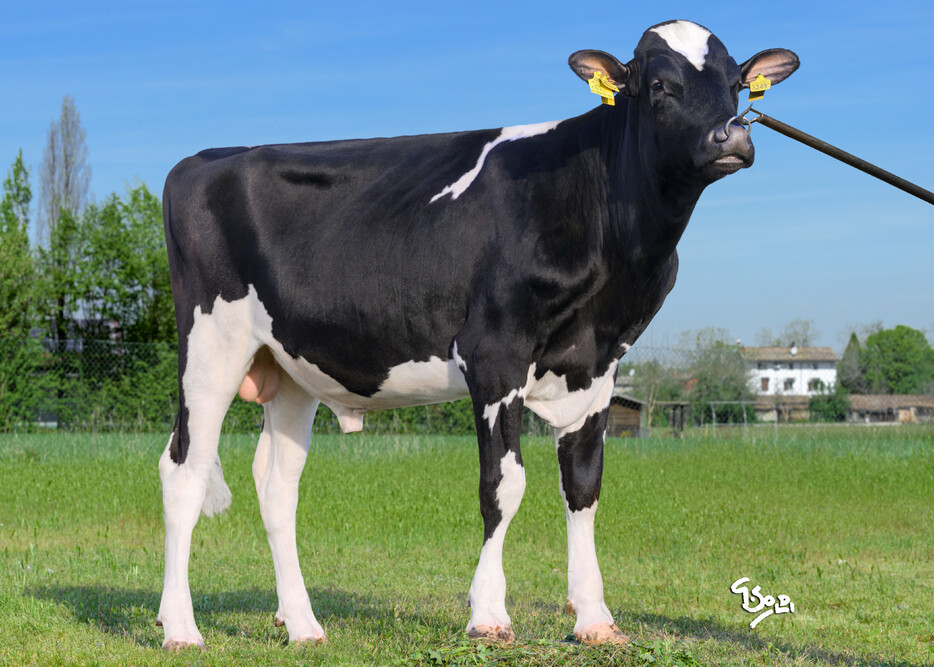 NEWS Holstein Spezialprogramm