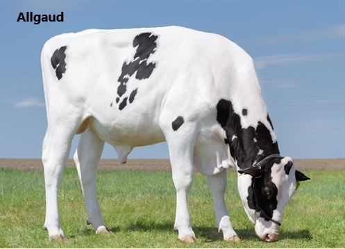 NEWS Holstein SPEZIAL-Besamungsprogramm