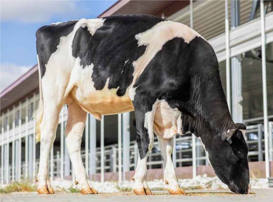 NEWS HOLSTEIN SPEZIAL-BESAMUNGSPROGRAMM