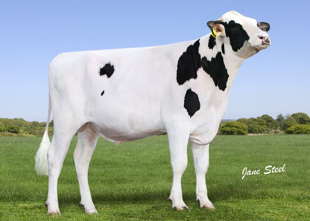 NEWS Holstein SPEZIAL-Besamungsprogramm