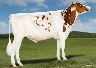 NEWS Holstein Spezialprogramm