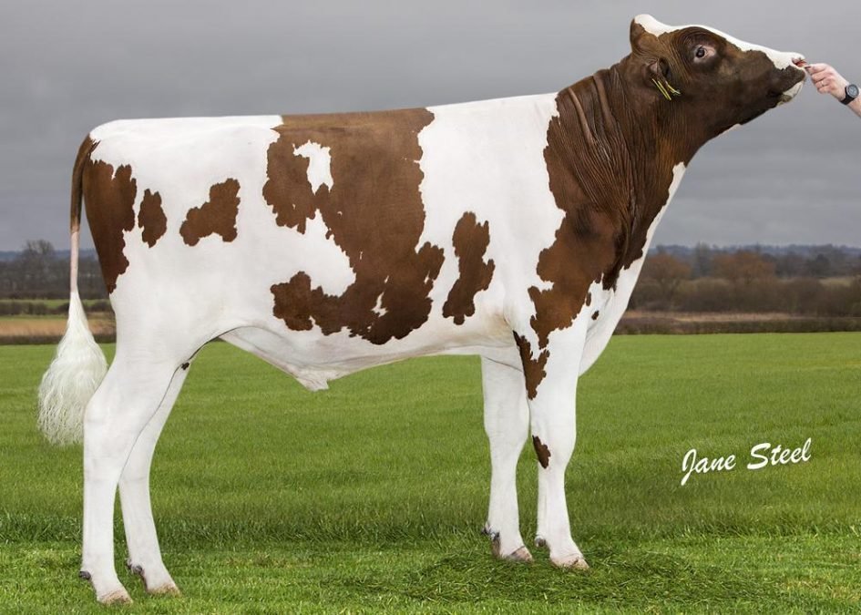 NEWS HOLSTEIN SPEZIAL – BESAMUNGSPROGRAMM