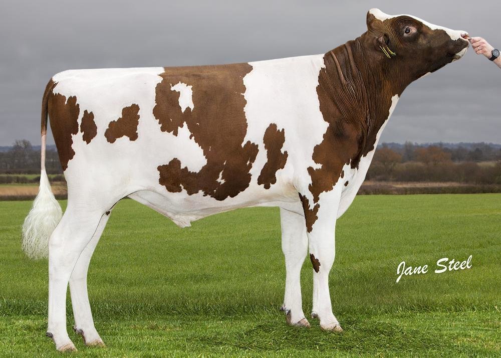 NEWS HOLSTEIN SPEZIAL – BESAMUNGSPROGRAMM