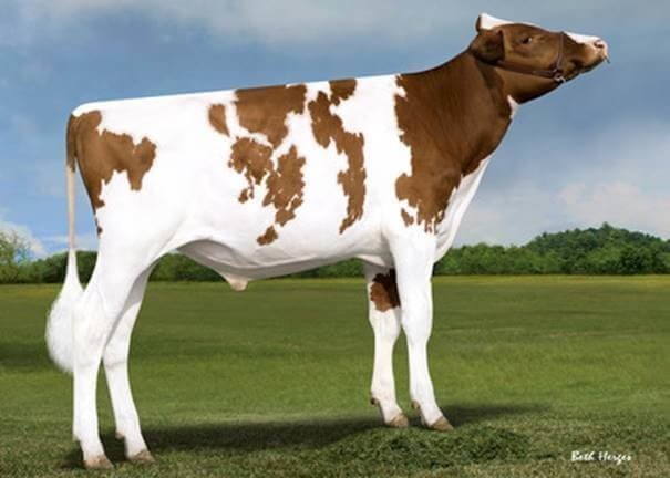 News Holstein Spezialprogramm