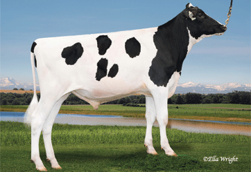News Holstein Spezialprogramm