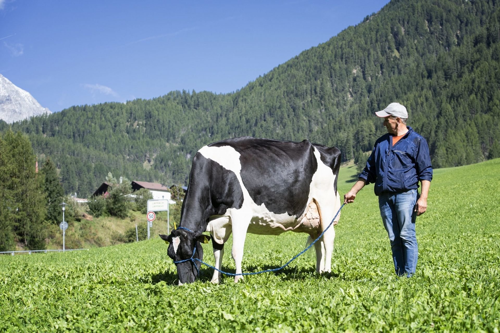 Holstein-International zu Gast in Südtirol