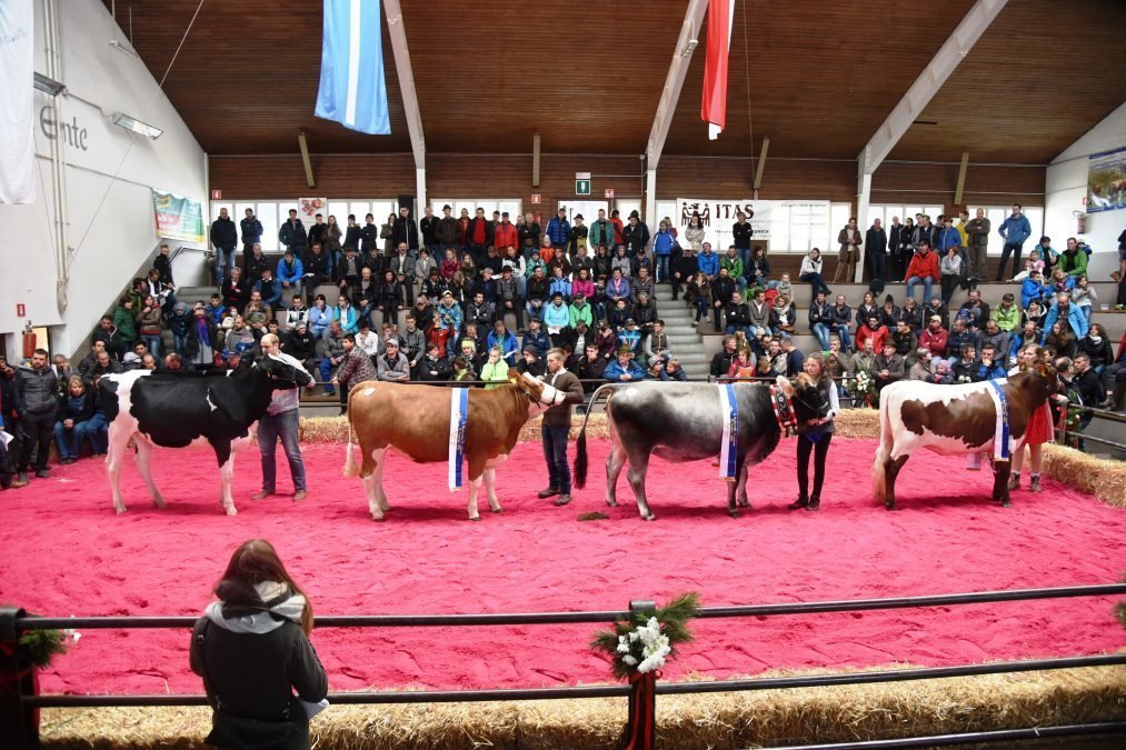 8. Bezirksschau mit Elite-Versteigerung in St. Lorenzen