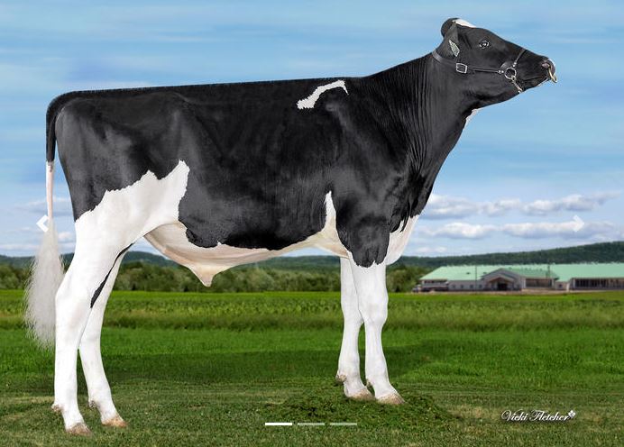 NEWS Holstein Spezialprogramm