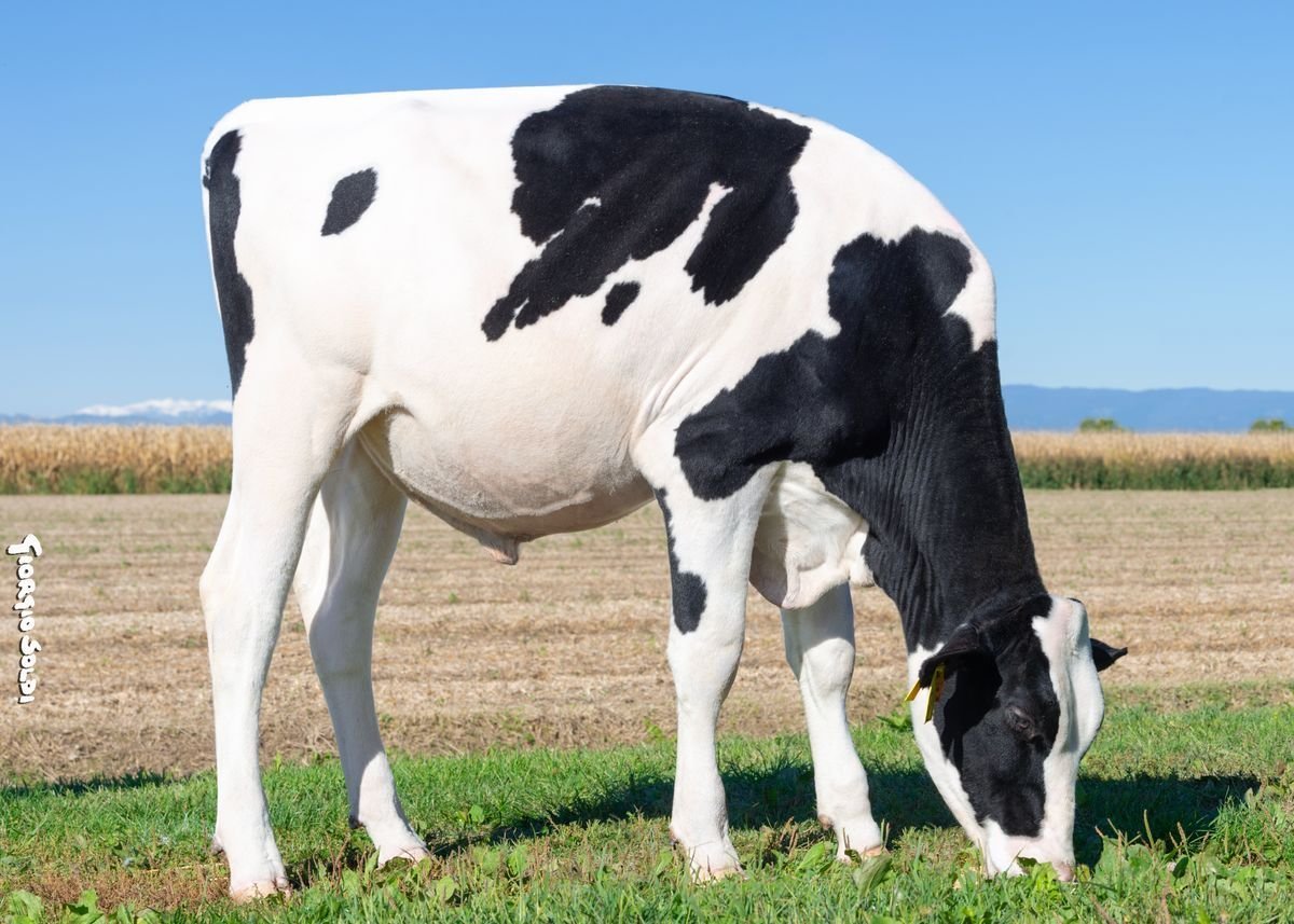 Holstein Besamungsprogramm – genomische Stiere