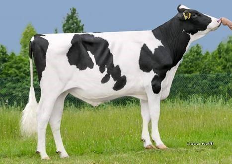 News Holstein Spezialprogramm CRUSHTIME