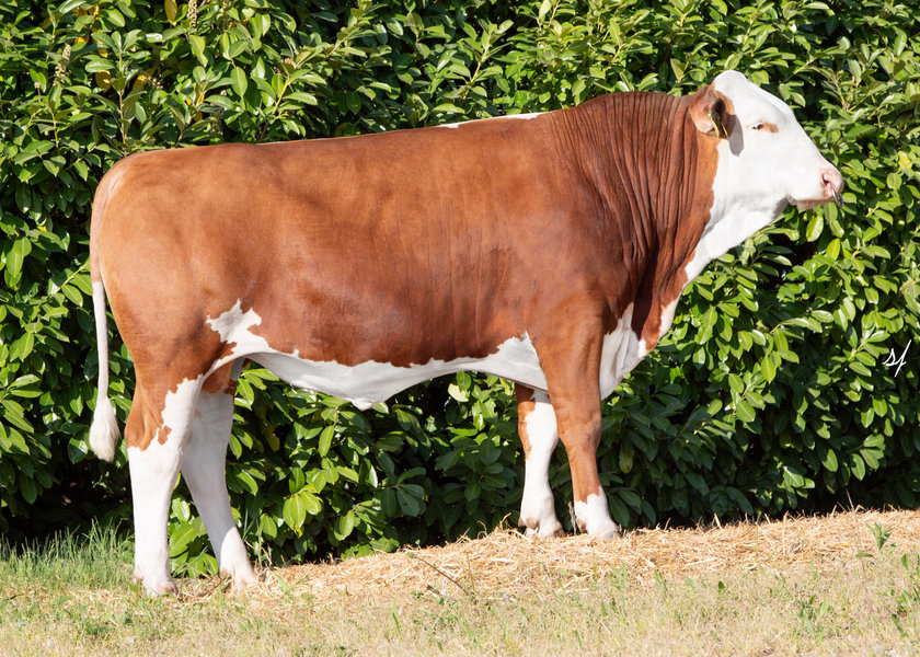 Neuer Fleckviehstier im Testeinsatz