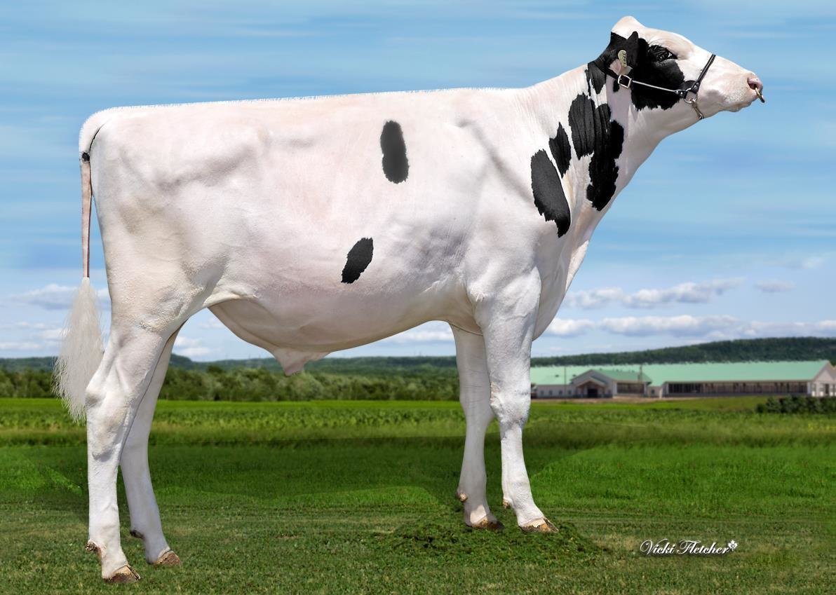 NEWS Holstein Spezial-Besamungsprogramm