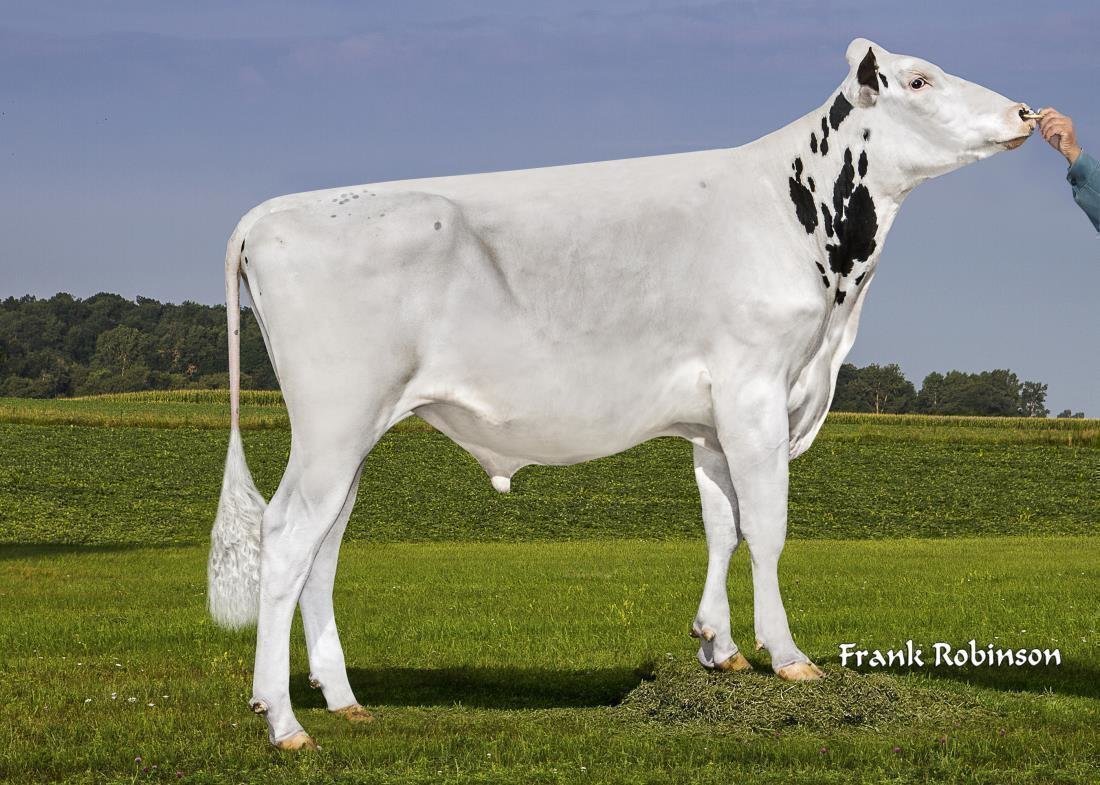 Besamungsprogramm Holstein
