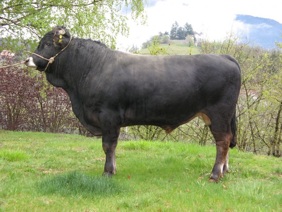 Neue Teststiere für die Grauviehzüchter