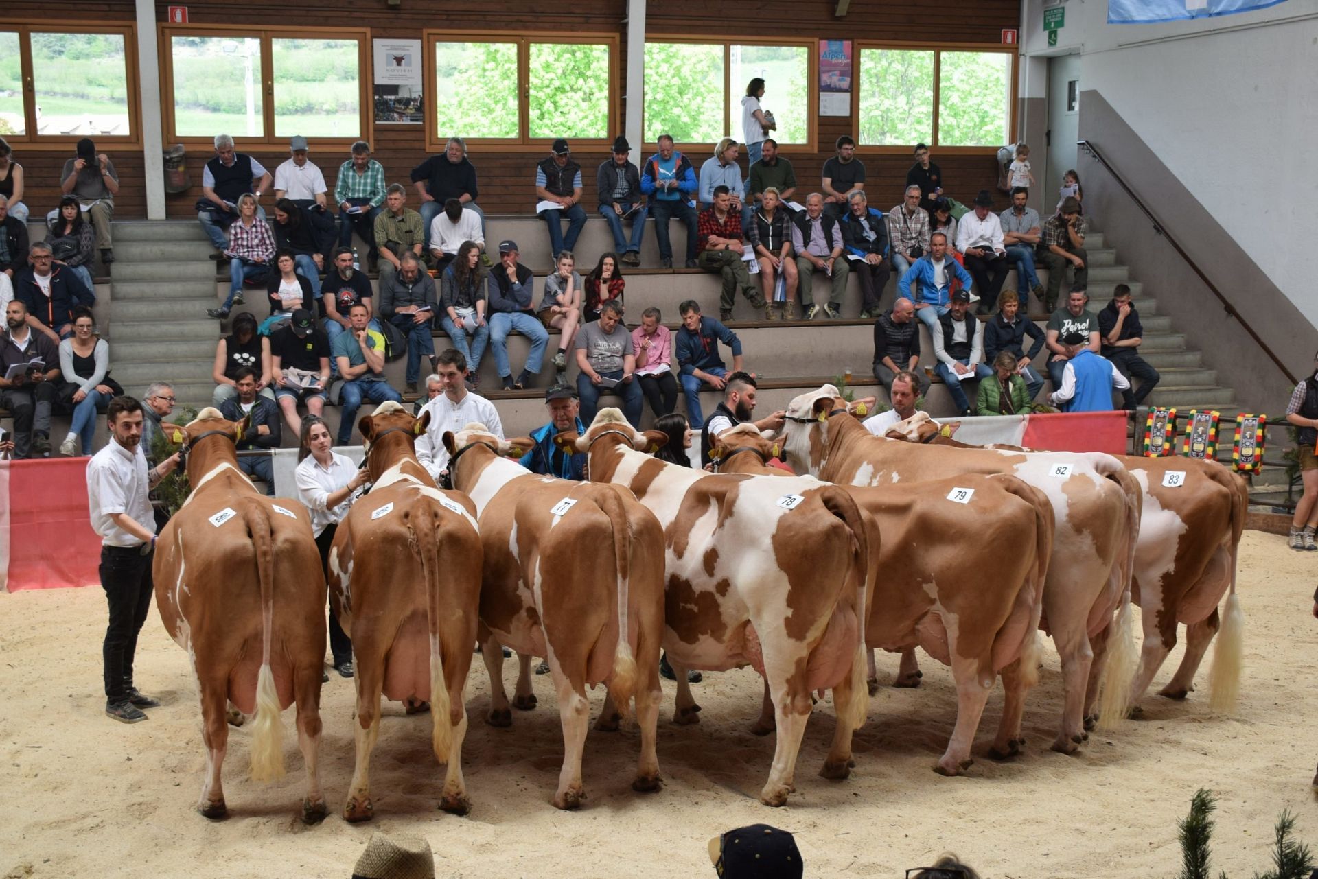 Fleckvieh- und Sprinzenschau Tauferer Ahrntal am 06. Mai 2023