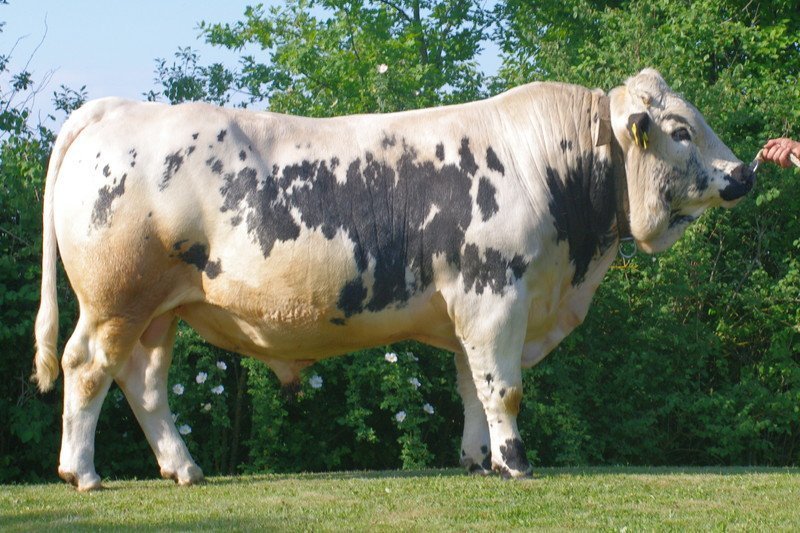 Neuer Stier im Pustertaler Sprinzen-Besamungsprogramm