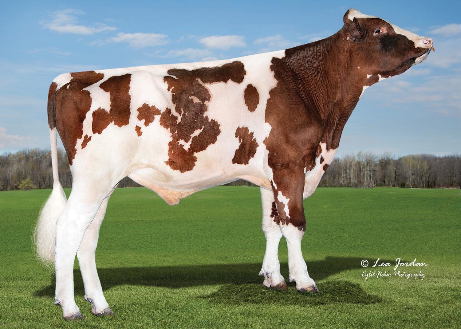 NEWS Holstein Spezialprogramm