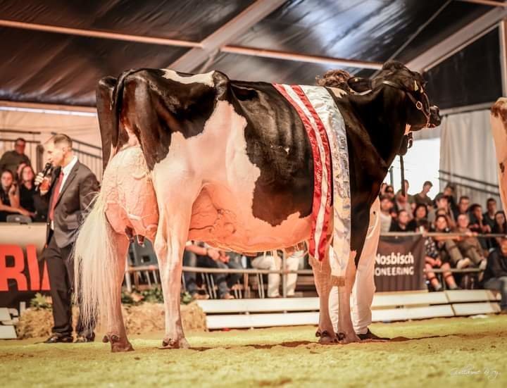 Cheyenne (Goldendreams) von Bernhard Unterhofer aus Mühlwald dominiert den Dairy Grand Prix in Dornbirn