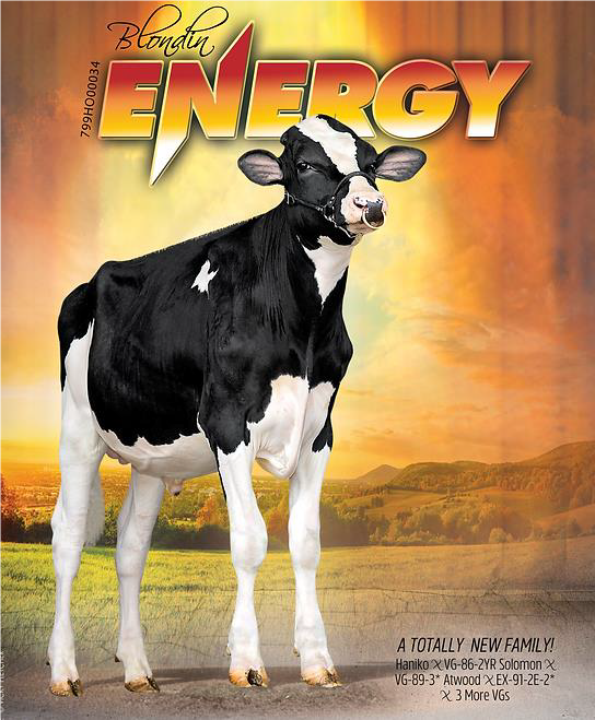NEWS Holstein-Spezialprogramm