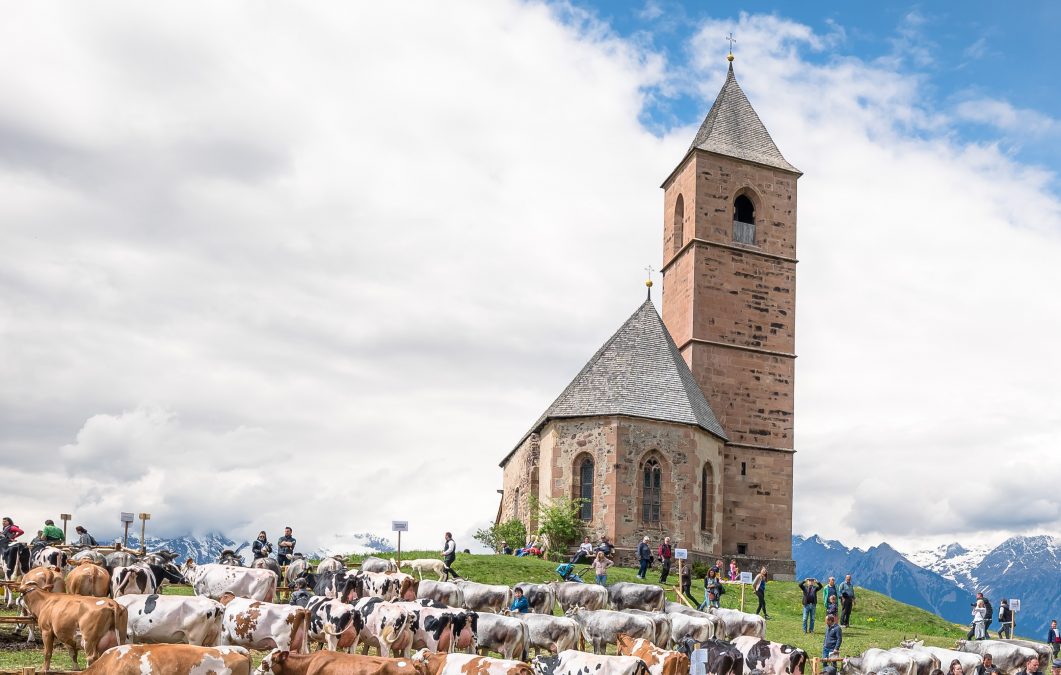 2. Gemeinsame Tierschau Hafling am 04. Mai 2024