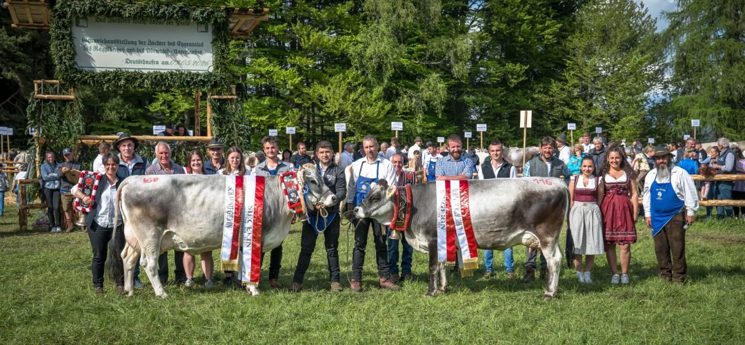Grauvieh-Ausstellung Eggental | Regglberg | Unterland 9. Mai 2026