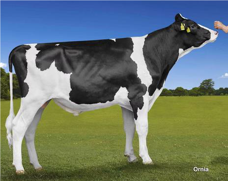 NEWS Holstein NORMAL-Besamungsprogramm