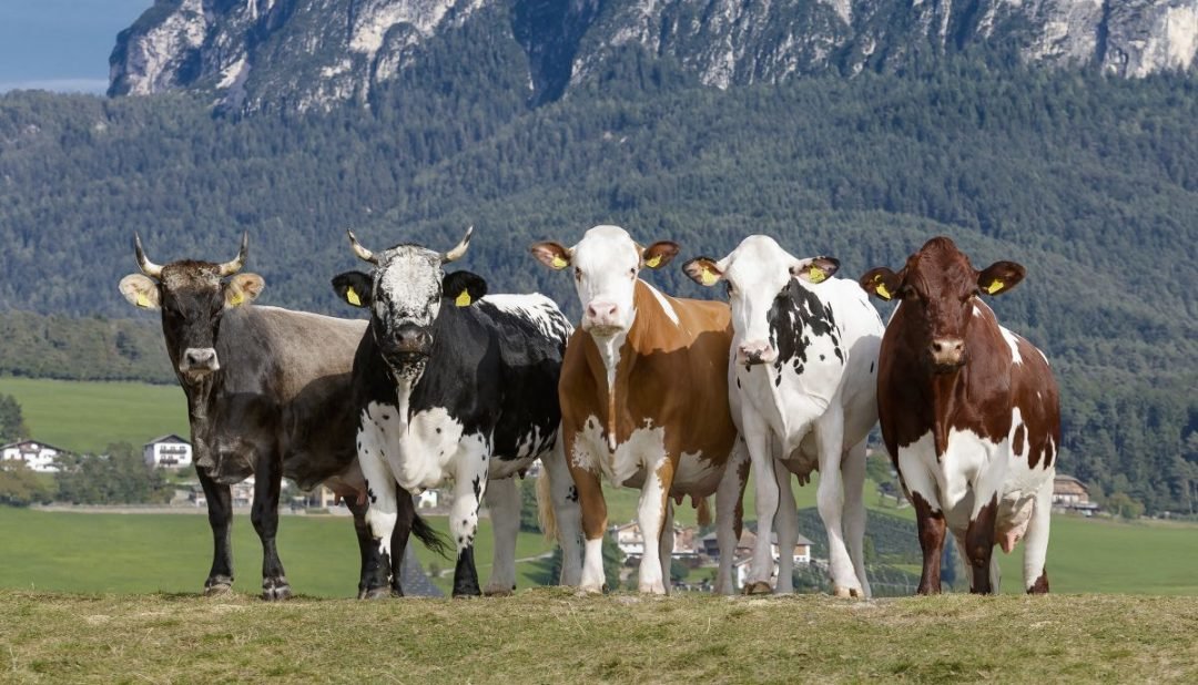 Anpassung Versteigerungen