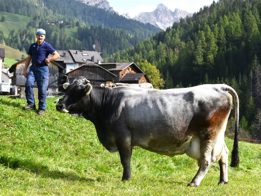 Über 70.000 Kilogramm Milch