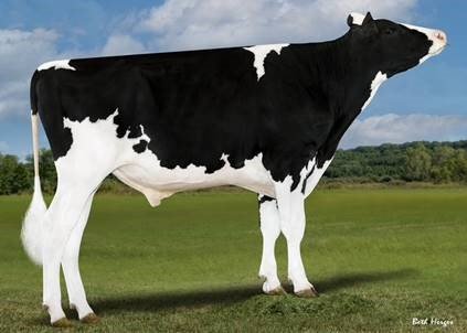 NEWS Holstein Spezialprogramm