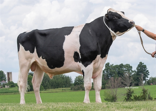 NEWS Holstein Spezialprogramm