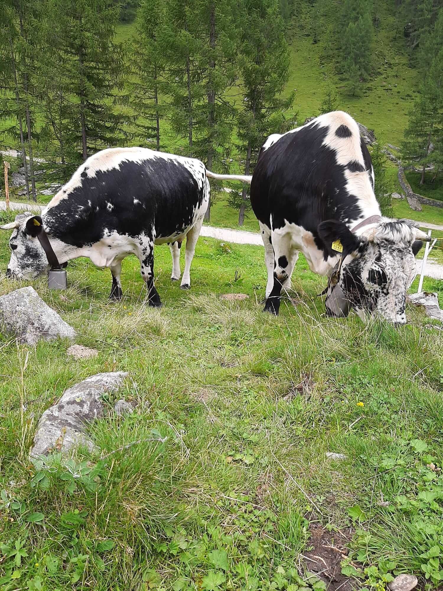 Fragebogen über Generhaltungsrassen